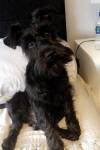 Black Miniature Schnauzer