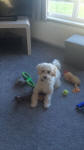 crestiepoo poodlepuff
