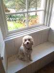 crestiepoo poodlepuff